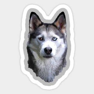 Siberian Husky Sticker